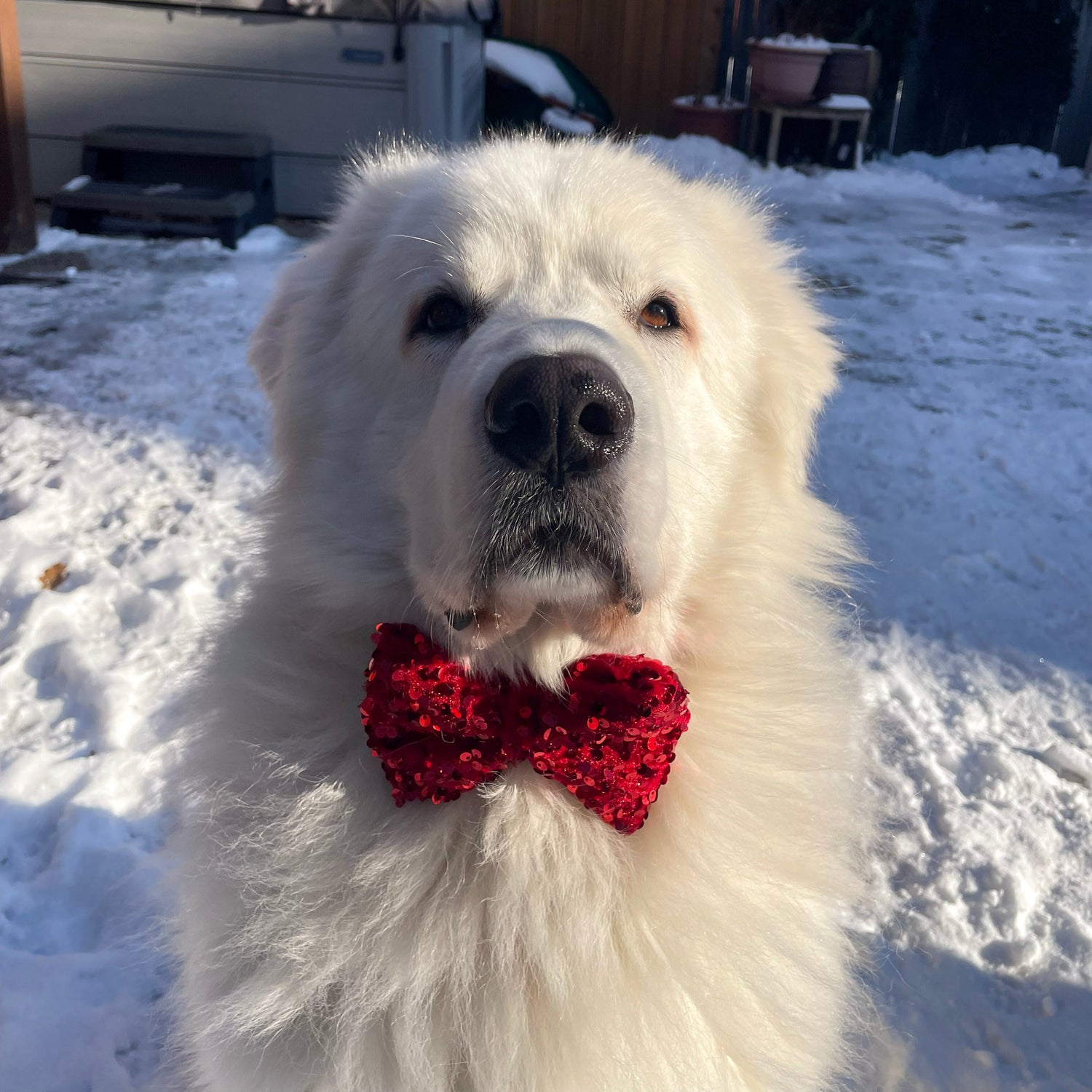 Christmas Collection